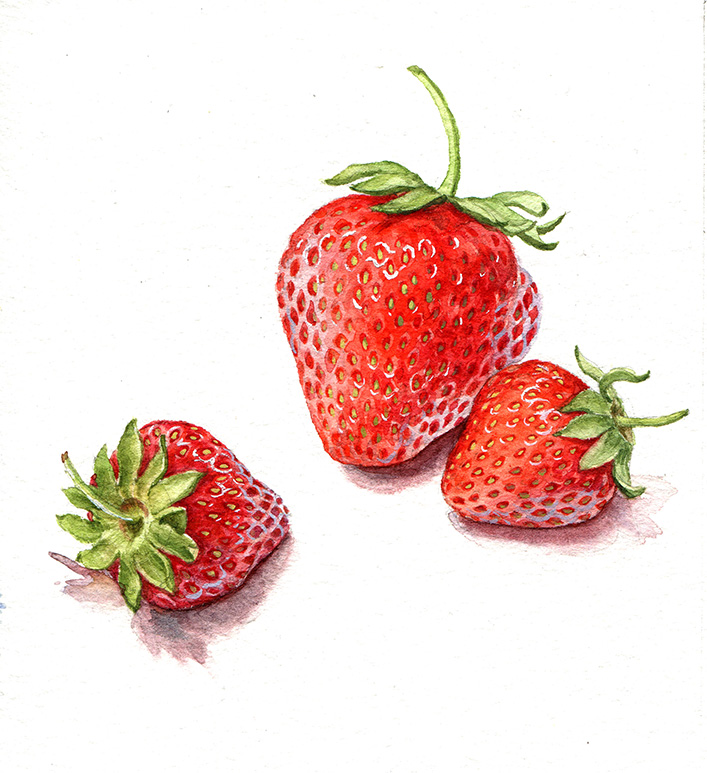 Aquarell - food Illustration- Erdbeeren