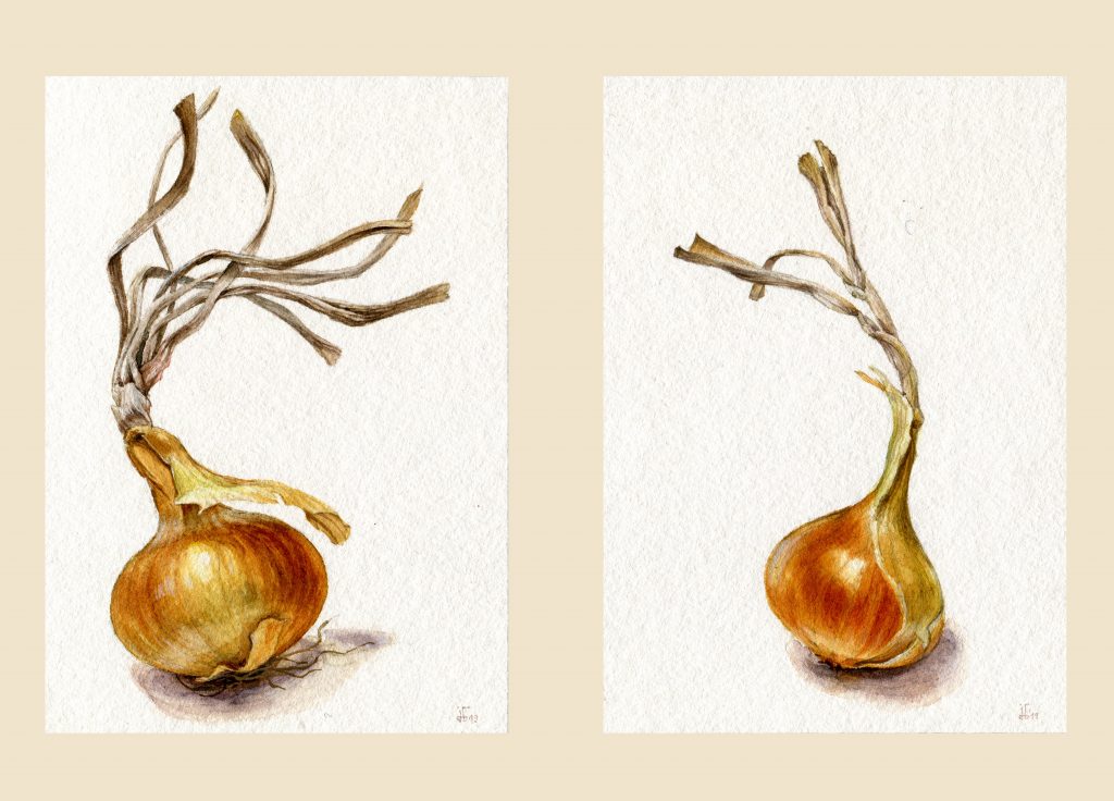 onions, vegetables, water colour, food illustration