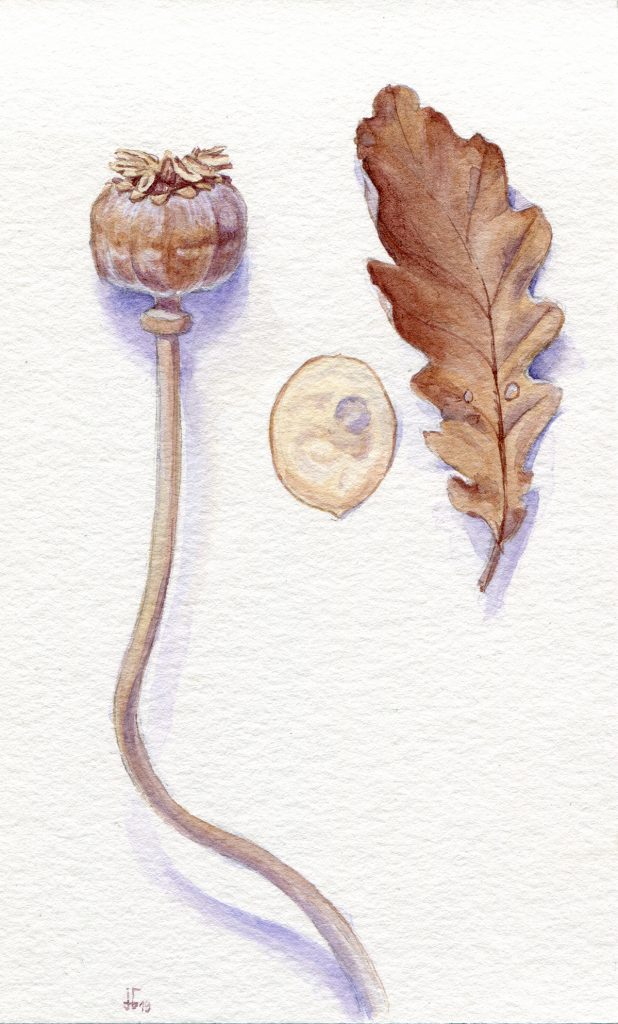 water colour - botanical illustration - poppy seed capsule - money plants - oak leaf