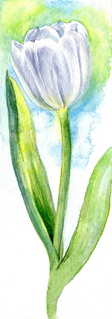 white tulip - water color - Say thank you and stay at home.