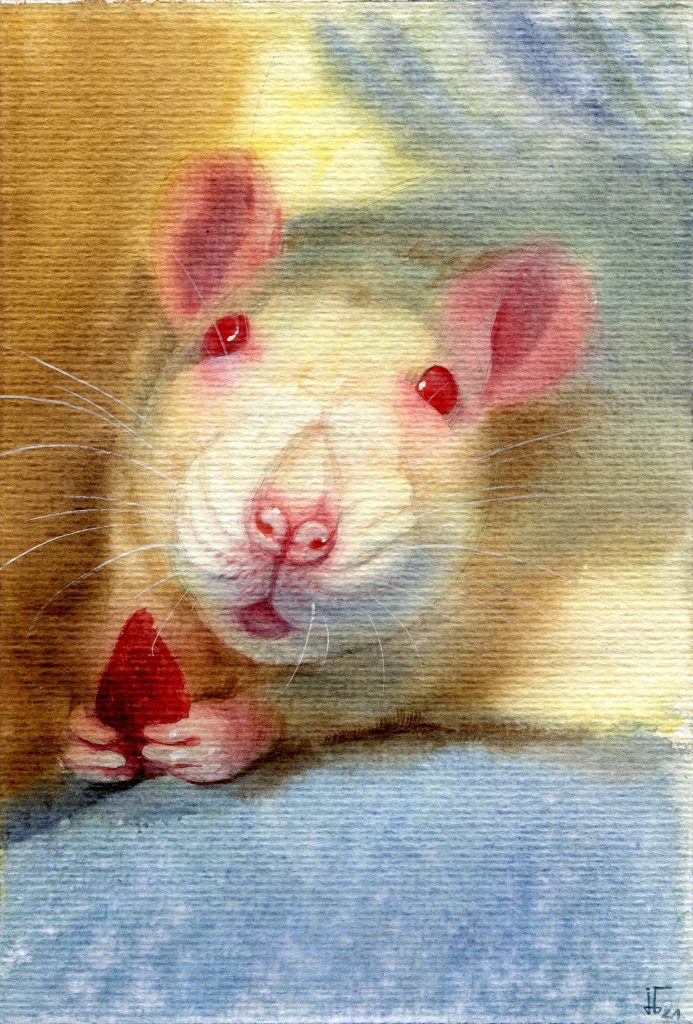 water colour - illustration - white rat - pet portrait for the calender of our local animal rescue center