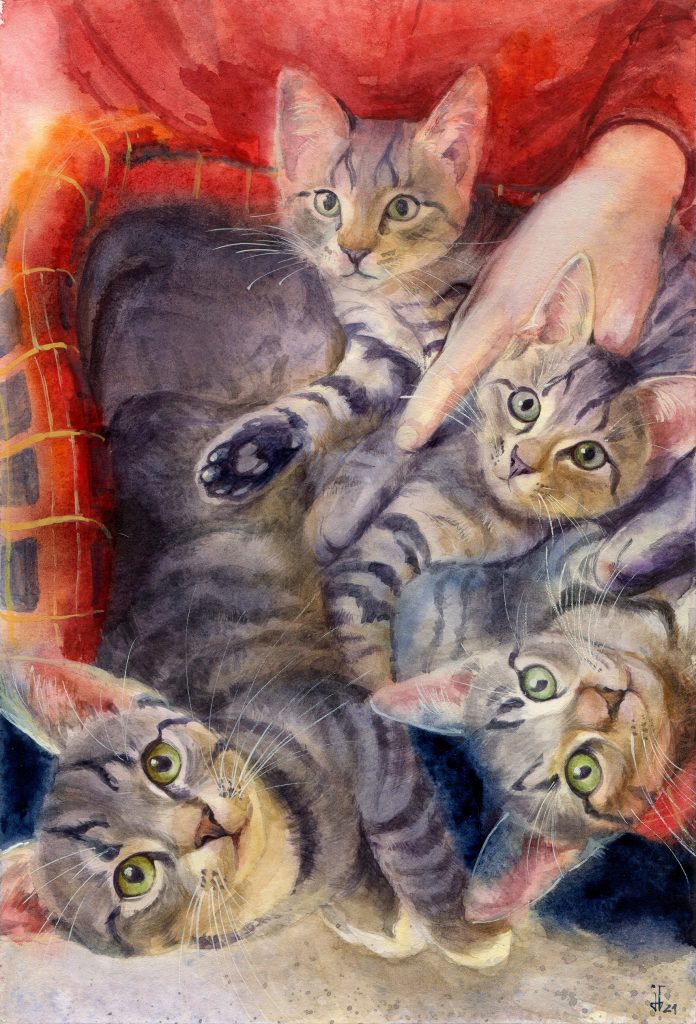 Aquarell - Illustration - vier Kätzchen - Tierportrait für den Kalender des Tierschutzbundes Greifswald