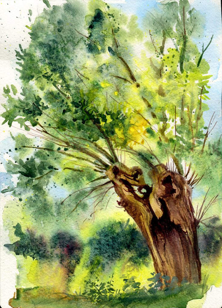 water colour - gouache - illustration - plein air - old willow on the peninsula of Devin - landscape painting