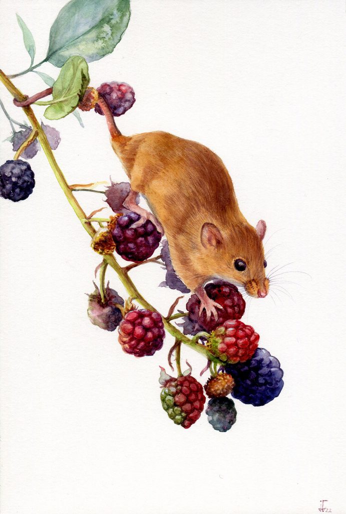 mouse and berries - illustration done in water colour - animal art, animal illustration