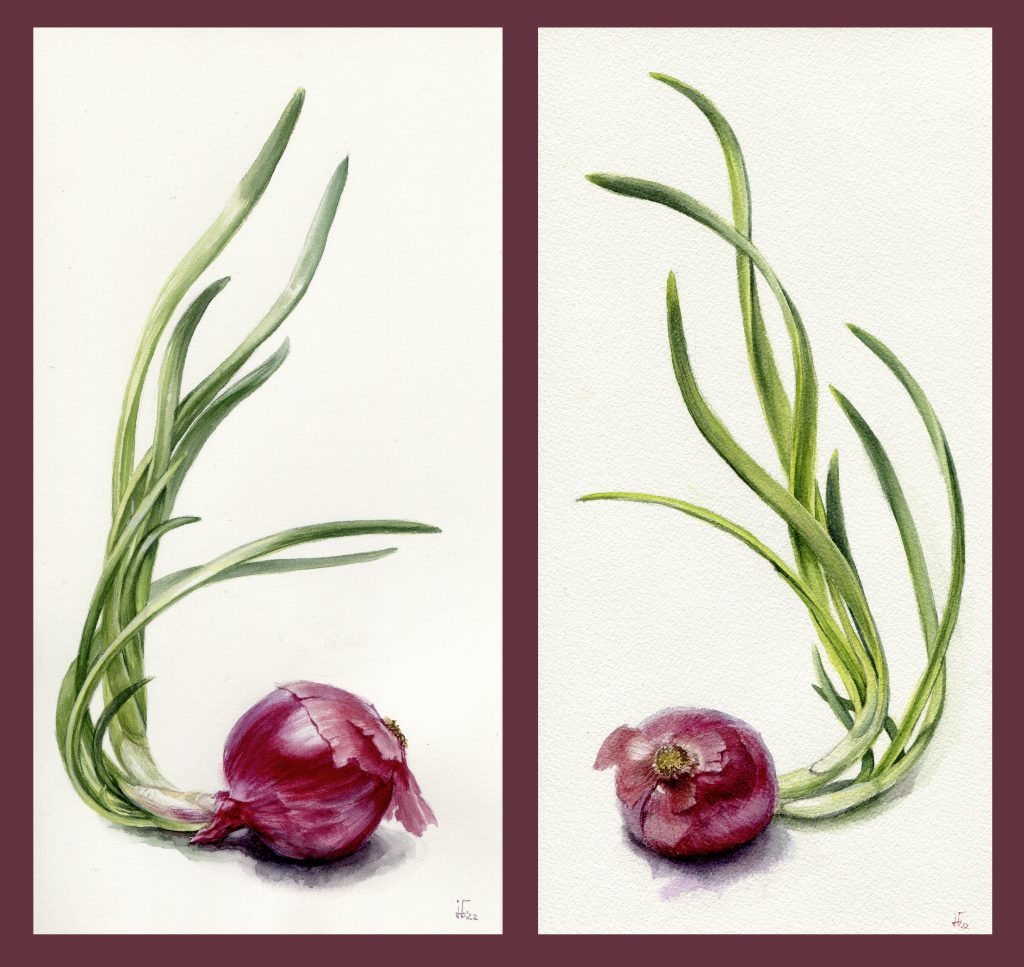 red onions in water colour - food illustration