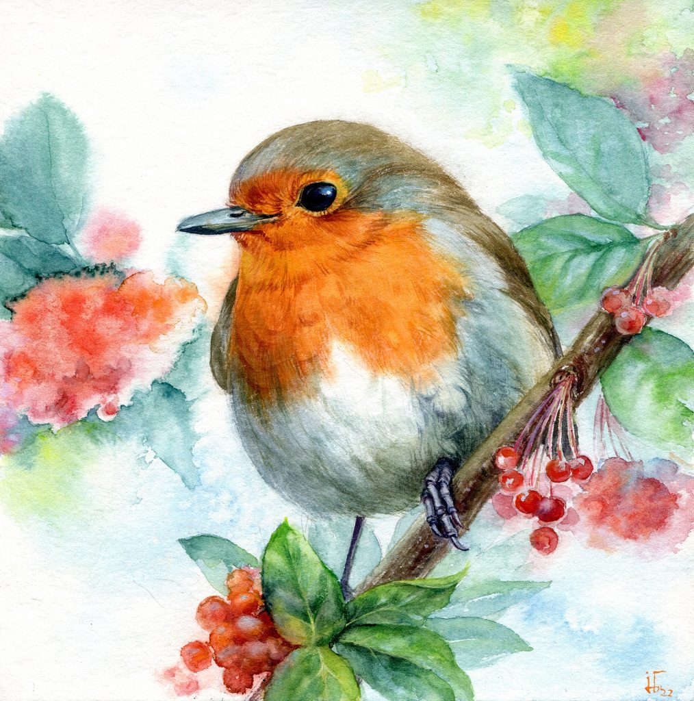 watercolour - animal illustration - bird painting - robin