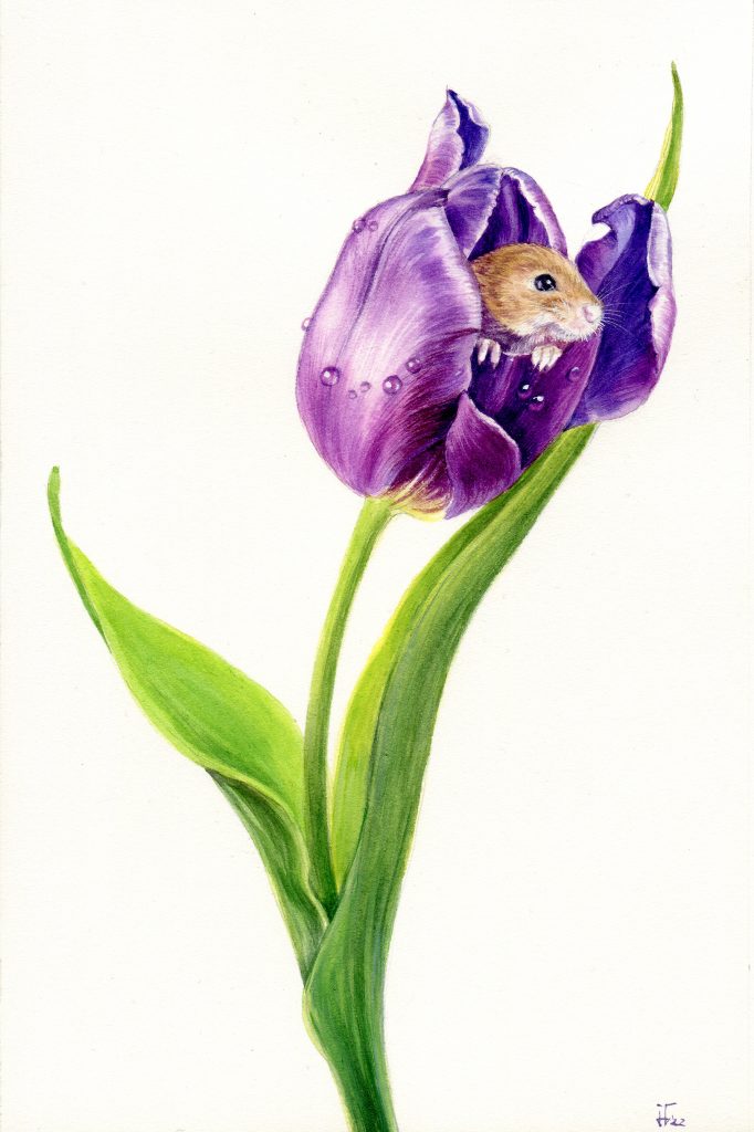 Mouse inside a Tulip - illustration done in water colour - animal art, animal illustration